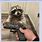 Raccoon Gun Meme