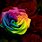 Rainbow Color Roses