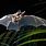 Rainforest Bats