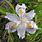 Rare Iris Flowers