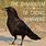 Raven vs Crow Symbolism