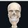Real Bone Human Skulls