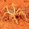 Real Camel Spider