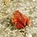 Red American Toad