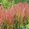 Red Baron Grass