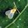 Red Scale Insect