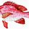 Red Snapper Fish Clip Art