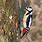 Red Spotted Woodpecker