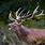 Red Stag Buck