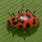 Red and Black Spotted Beetle