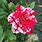 Red and White Striped Rose
