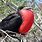 Red-necked Bird