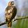 Red-tailed Hawk Habitat