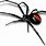 Redback Spider Cartoon