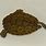 Ringed Map Turtle