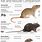 Roof Rat vs Mouse