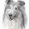 Rough Collie Drawing