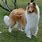 Rough Collie Tail