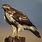 Rough-legged Hawk Ornament