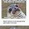 Round Seal Meme