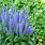 Royal Candles Speedwell Veronica