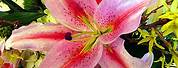 Rubrum Yellow Lily