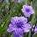 Ruellia Flower