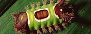 Saddleback Caterpillar