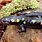 Salamander Skin