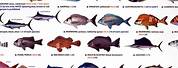 Saltwater Fish Species List