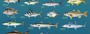 Saltwater Game Fish Species