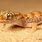 Sand Gecko