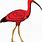 Scarlet Ibis Cartoon