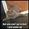 Scottish Fold Cat Memes