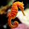 Sea Life Seahorse