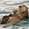 Sea Otter Desktop