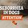 Seborrhea in Dogs