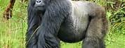 Silverback Mountain Gorilla