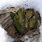 Skunk Cabbage in Snow