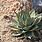 Small Agave Plants