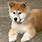 Small Akita Dog