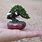 Smallest Bonsai Tree