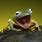 Smiling Frog Meme