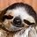 Smiling Sloth Images