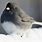 Snowbird Bird Species