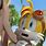Sonic Boom Tails Shocked