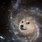 Space Doge Meme