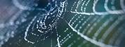 Spider Web Aesthetic