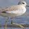 Spotted Greenshank