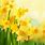 Spring Flowers Daffodils